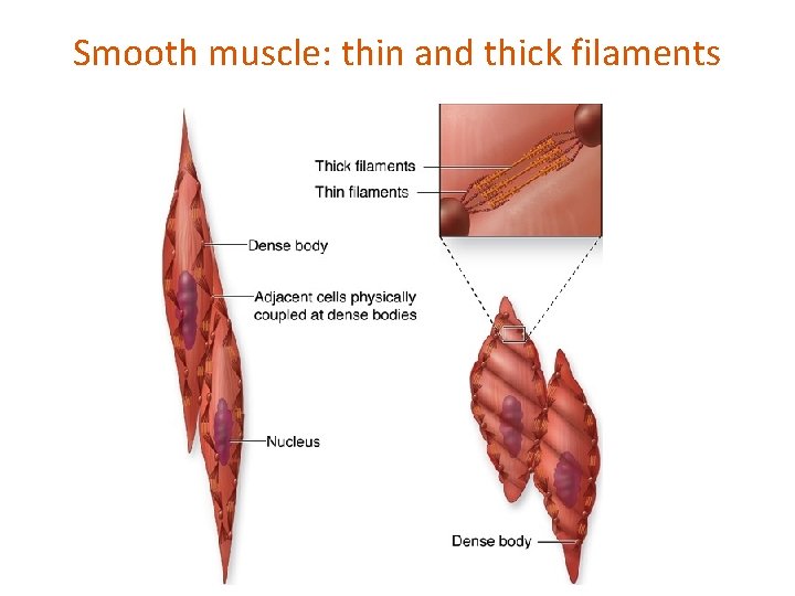 Smooth muscle: thin and thick filaments 