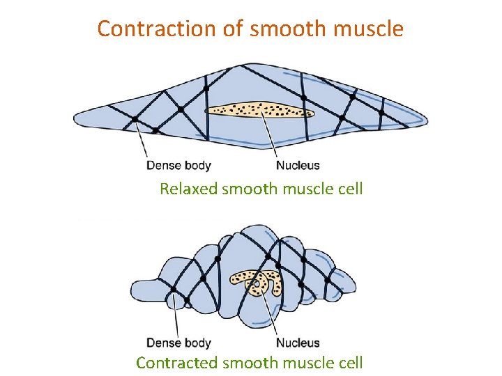 Contraction of smooth muscle Relaxed smooth muscle cell Contracted smooth muscle cell 
