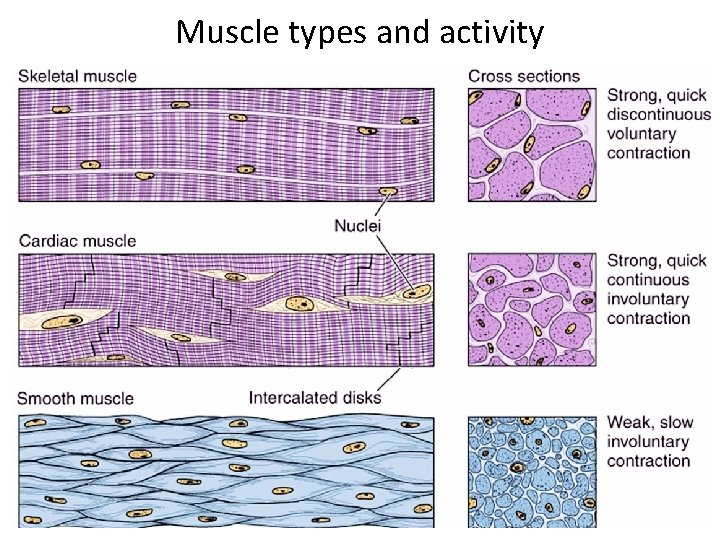 Muscle types and activity 