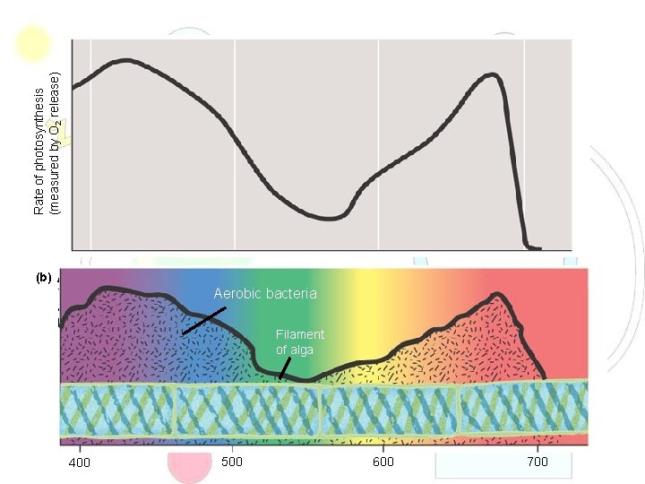 Rate of photosynthesis (measured by O 2 release) (b) Action spectrum. This graph plots
