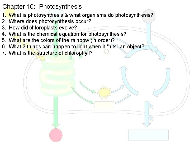Chapter 10: Photosynthesis 1. 2. 3. 4. 5. 6. 7. What is photosynthesis &