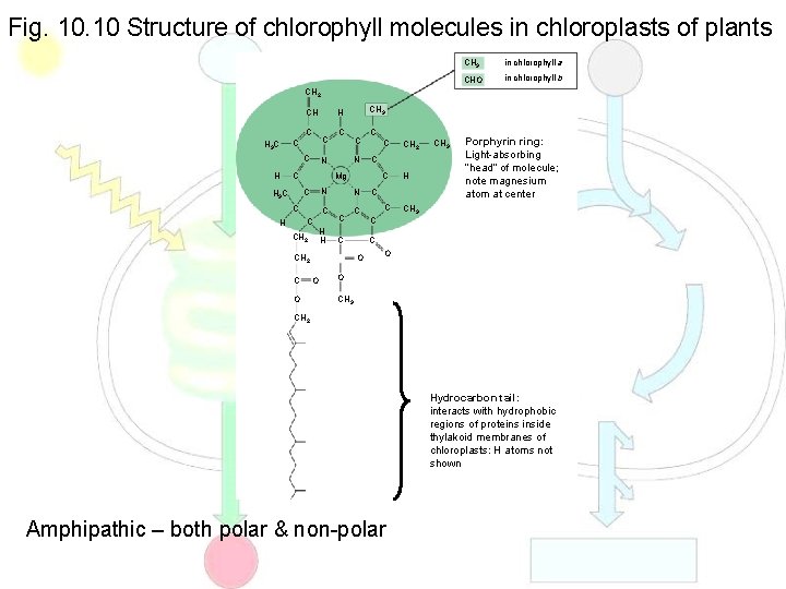 Fig. 10 Structure of chlorophyll molecules in chloroplasts of plants CH 3 in chlorophyll