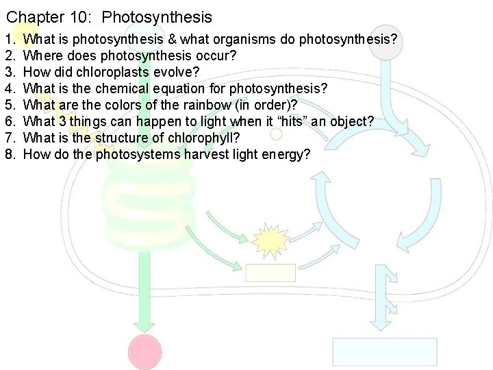 Chapter 10: Photosynthesis 1. 2. 3. 4. 5. 6. 7. 8. What is photosynthesis