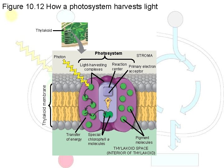 Figure 10. 12 How a photosystem harvests light Thylakoid Photosystem Photon Reaction Primary electron