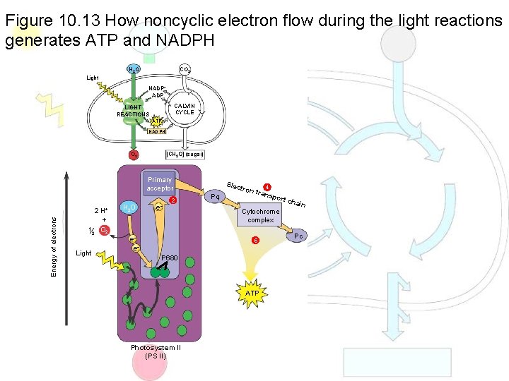Figure 10. 13 How noncyclic electron flow during the light reactions generates ATP and