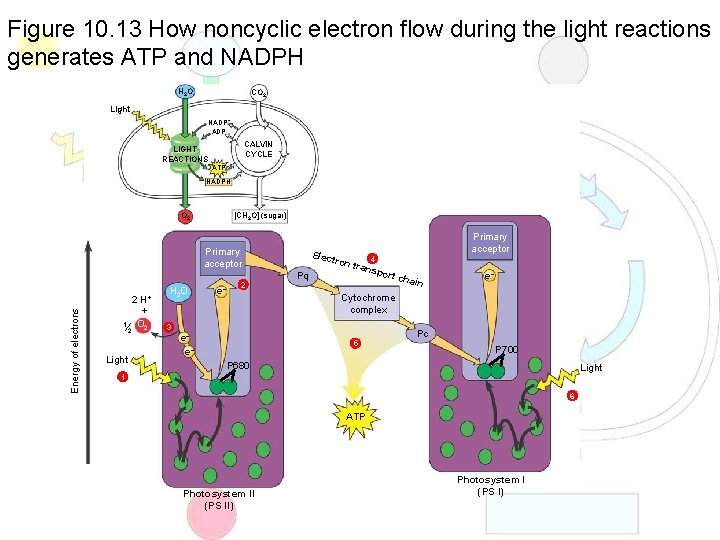 Figure 10. 13 How noncyclic electron flow during the light reactions generates ATP and
