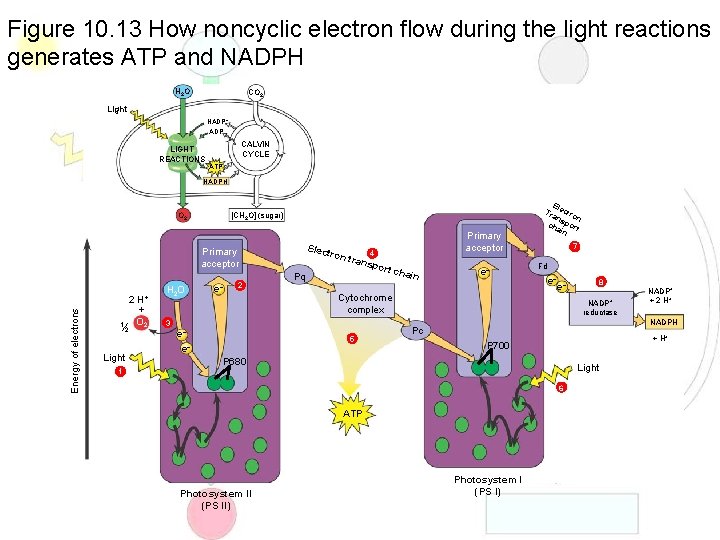 Figure 10. 13 How noncyclic electron flow during the light reactions generates ATP and