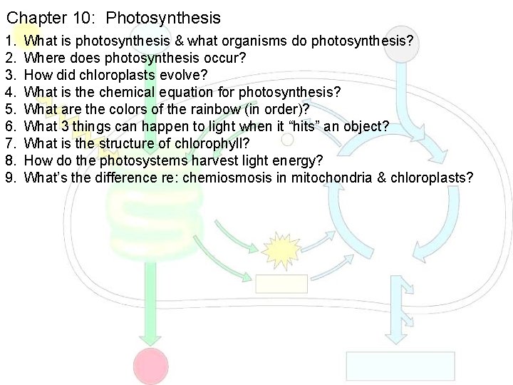 Chapter 10: Photosynthesis 1. 2. 3. 4. 5. 6. 7. 8. 9. What is