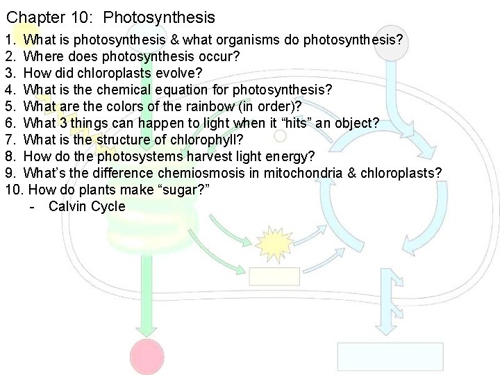 Chapter 10: Photosynthesis 1. What is photosynthesis & what organisms do photosynthesis? 2. Where