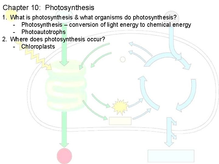 Chapter 10: Photosynthesis 1. What is photosynthesis & what organisms do photosynthesis? - Photosynthesis