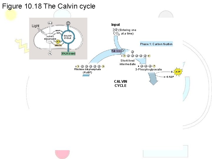 Figure 10. 18 The Calvin cycle Light H 2 O CO 2 Input 3