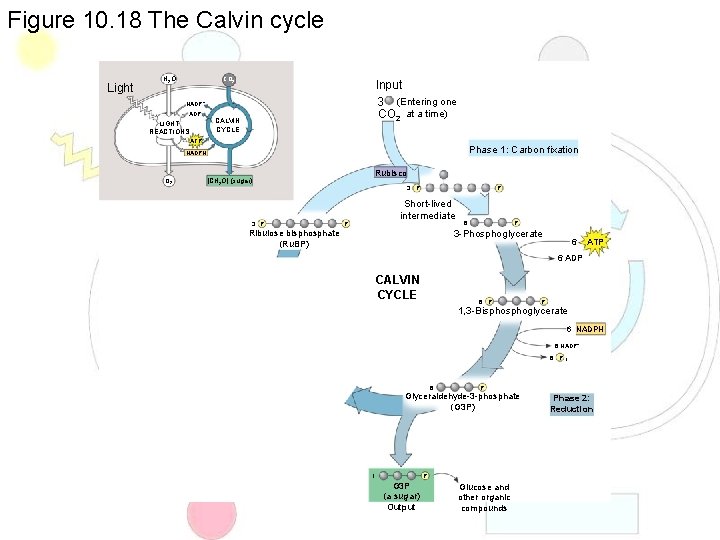 Figure 10. 18 The Calvin cycle Light H 2 O CO 2 Input 3