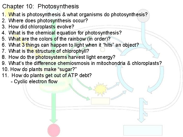 Chapter 10: Photosynthesis 1. What is photosynthesis & what organisms do photosynthesis? 2. Where