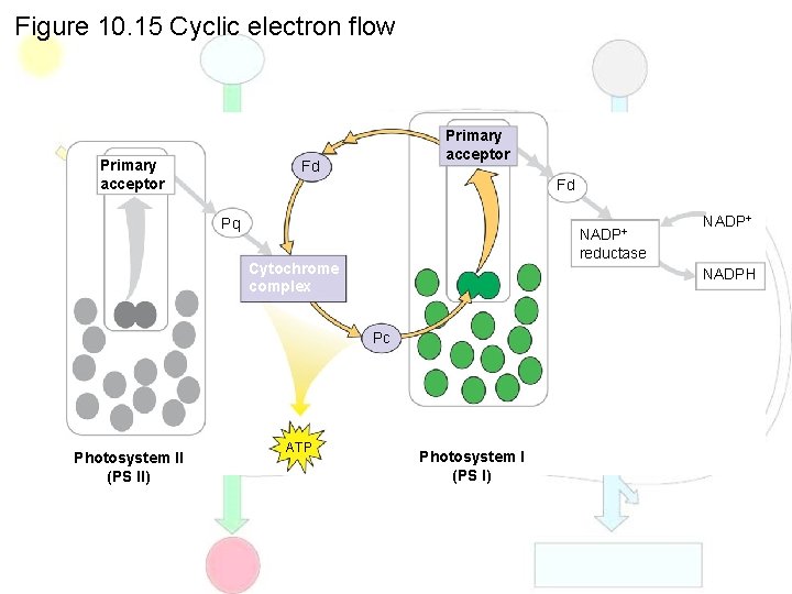 Figure 10. 15 Cyclic electron flow Primary acceptor Fd Fd Pq NADP+ reductase Cytochrome