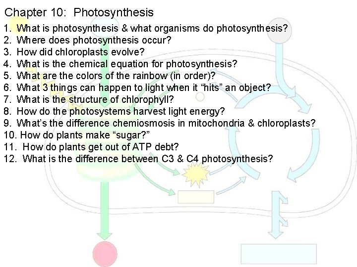 Chapter 10: Photosynthesis 1. What is photosynthesis & what organisms do photosynthesis? 2. Where