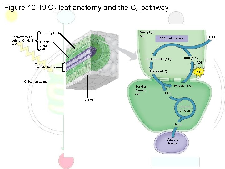 Figure 10. 19 C 4 leaf anatomy and the C 4 pathway Mesophyll cell