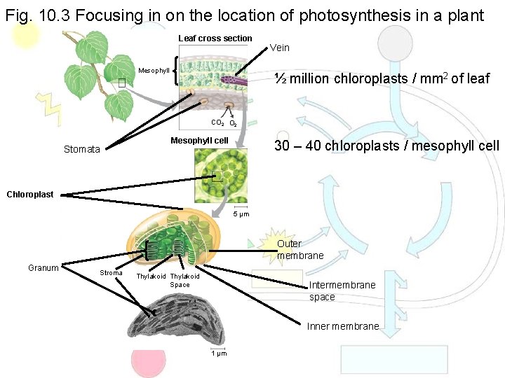 Fig. 10. 3 Focusing in on the location of photosynthesis in a plant Leaf