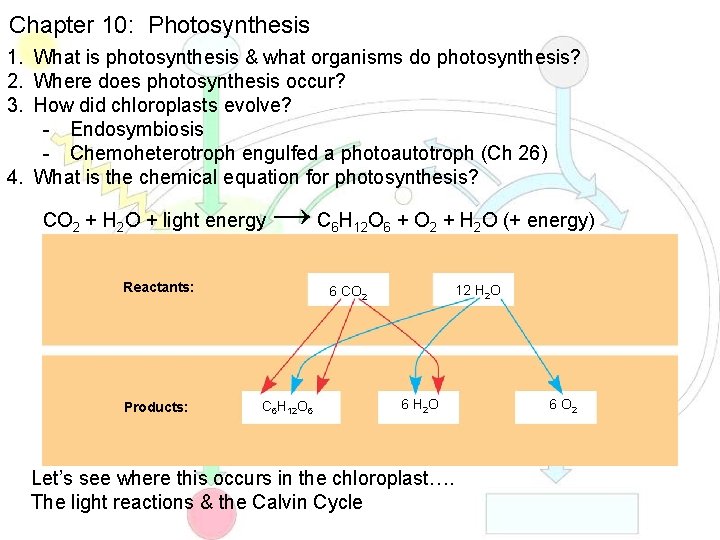Chapter 10: Photosynthesis 1. What is photosynthesis & what organisms do photosynthesis? 2. Where