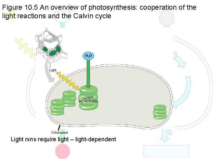 Figure 10. 5 An overview of photosynthesis: cooperation of the light reactions and the