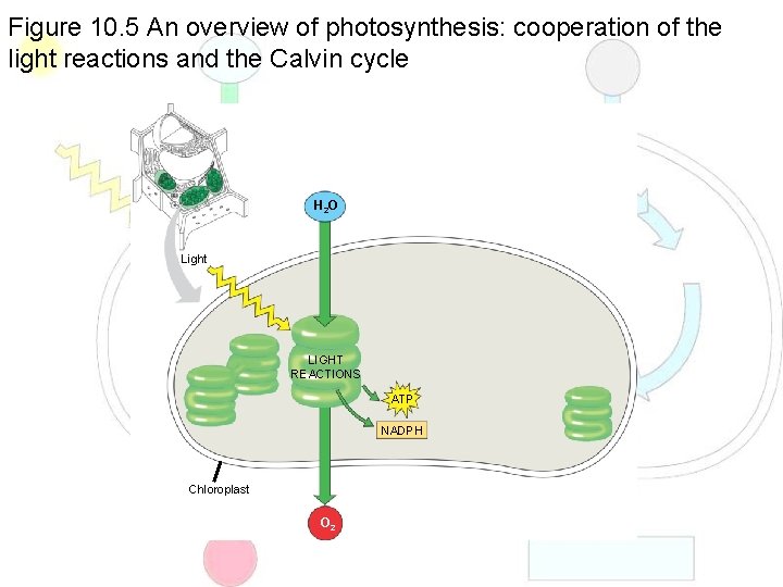Figure 10. 5 An overview of photosynthesis: cooperation of the light reactions and the