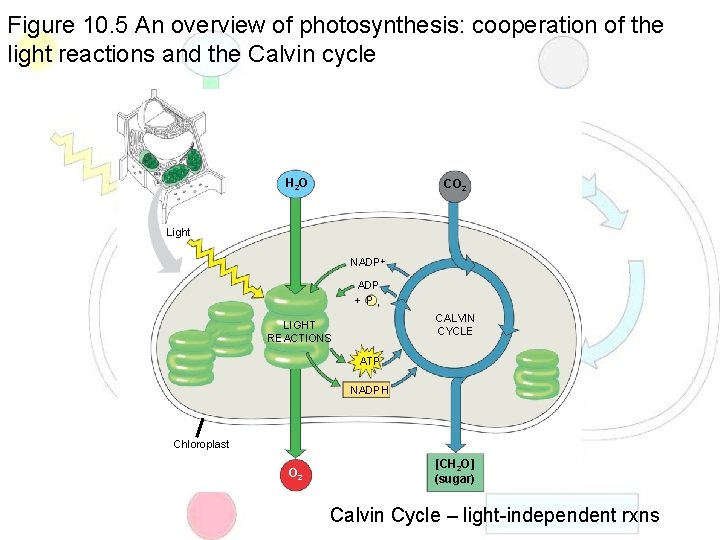 Figure 10. 5 An overview of photosynthesis: cooperation of the light reactions and the