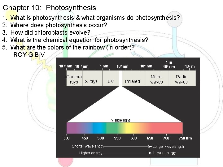 Chapter 10: Photosynthesis 1. 2. 3. 4. 5. What is photosynthesis & what organisms