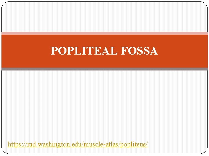 POPLITEAL FOSSA https: //rad. washington. edu/muscle-atlas/popliteus/ 