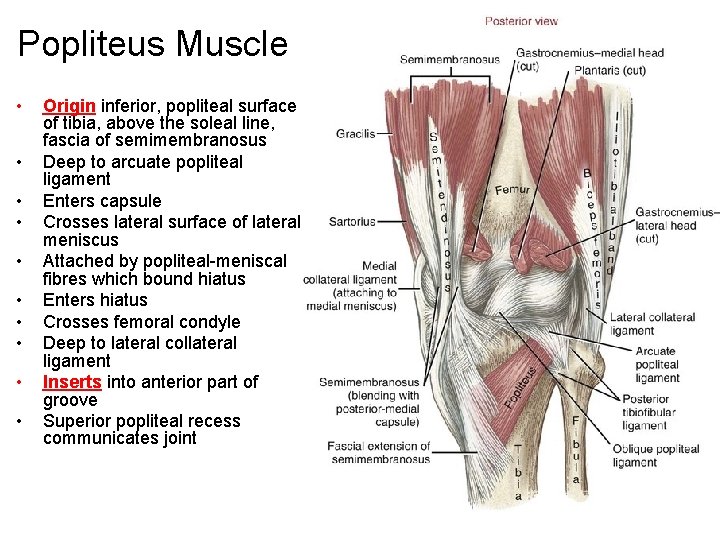 Popliteus Muscle • • • Origin inferior, popliteal surface of tibia, above the soleal