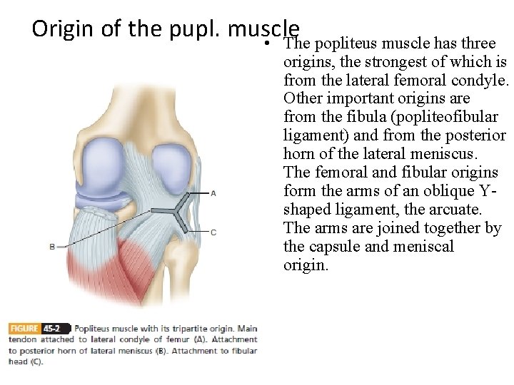 Origin of the pupl. muscle • The popliteus muscle has three origins, the strongest