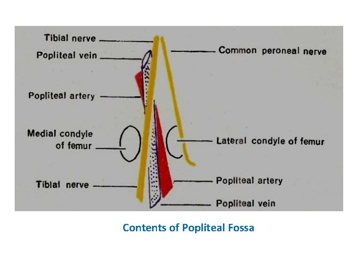 Contents of Popliteal Fossa 