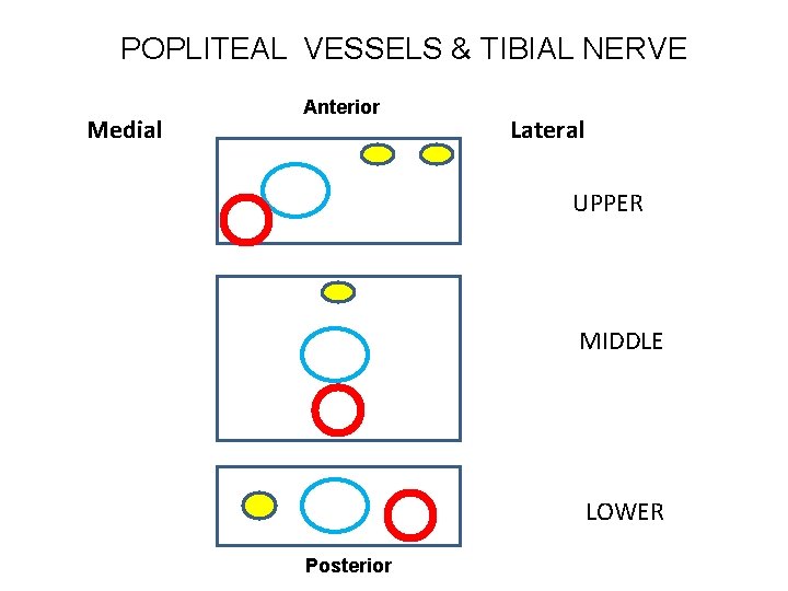 POPLITEAL VESSELS & TIBIAL NERVE Medial Anterior Lateral UPPER MIDDLE LOWER Posterior 