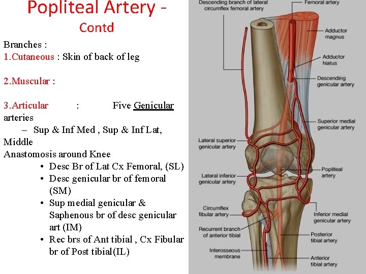 Popliteal Artery Contd Branches : 1. Cutaneous : Skin of back of leg 2.