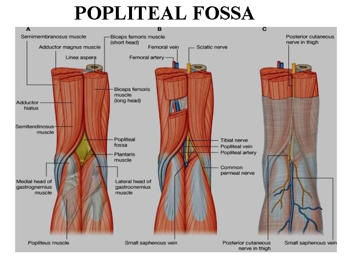 POPLITEAL FOSSA 2 