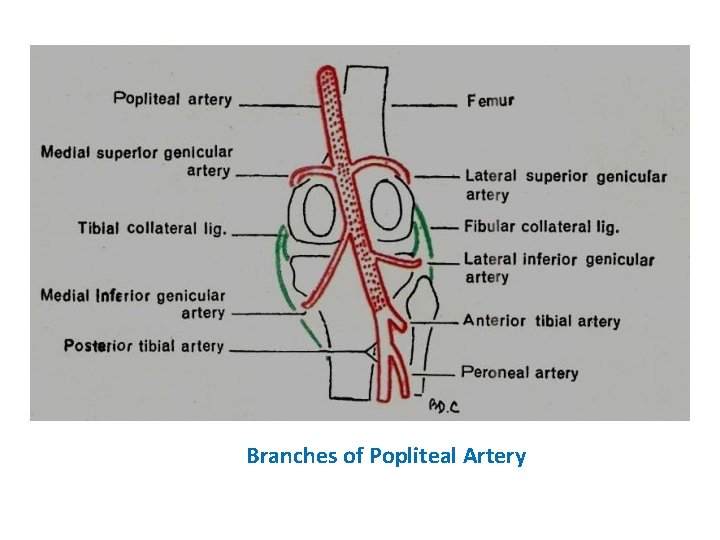 Branches of Popliteal Artery 