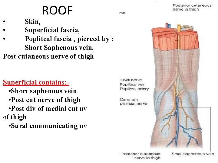 ROOF Skin, Superficial fascia, Popliteal fascia , pierced by : Short Saphenous vein, Post