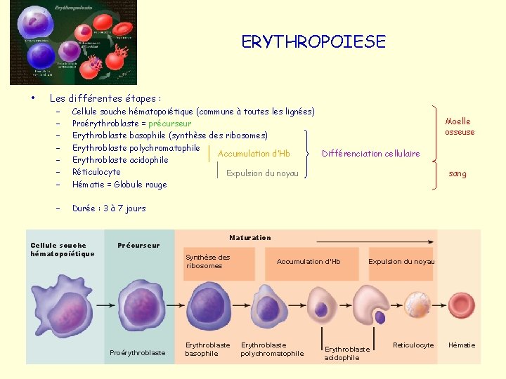 BASES ANATOMIQUES ET PHYSIOLOGIQUES DES COMPOSANTS DU SANG