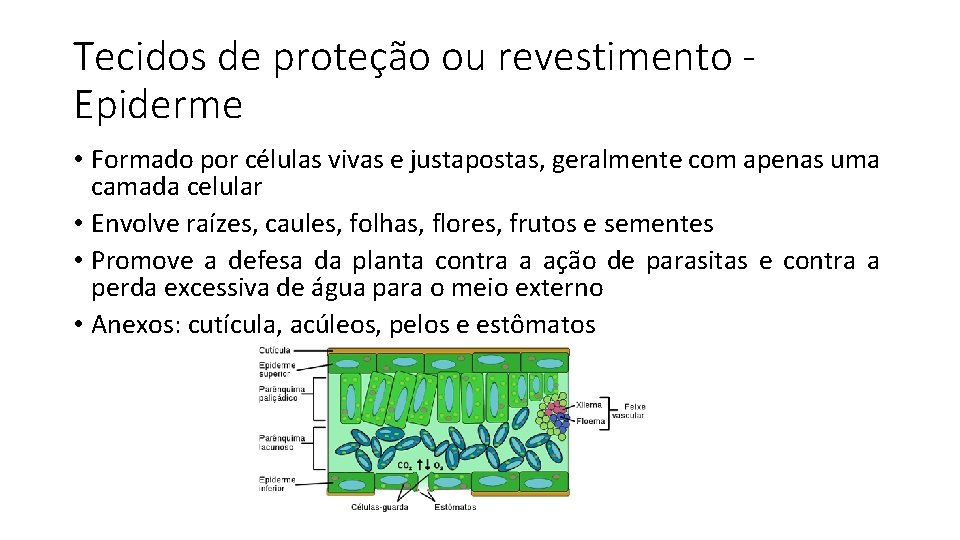 Tecidos de proteção ou revestimento Epiderme • Formado por células vivas e justapostas, geralmente