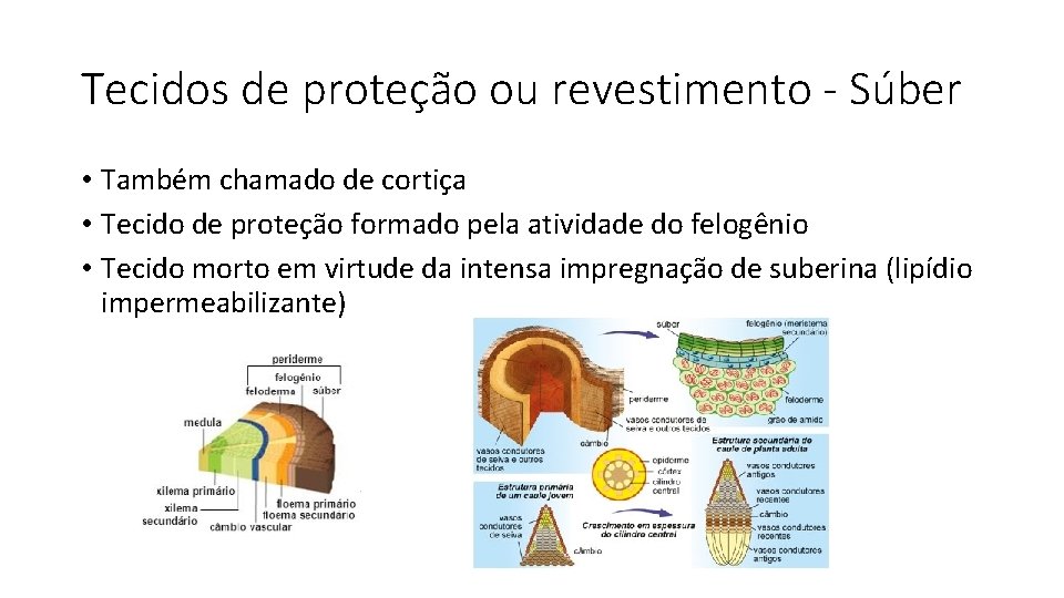 Tecidos de proteção ou revestimento - Súber • Também chamado de cortiça • Tecido