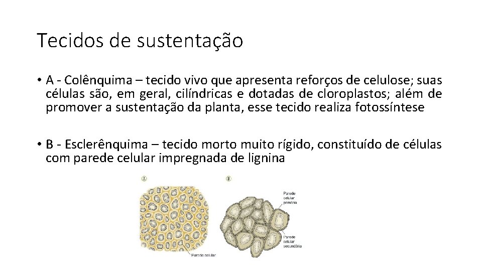 Tecidos de sustentação • A - Colênquima – tecido vivo que apresenta reforços de