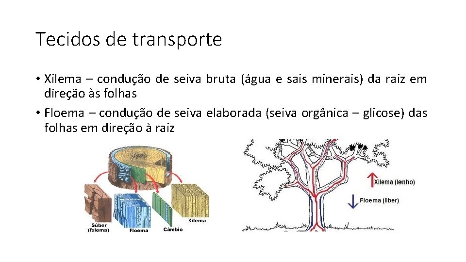 Tecidos de transporte • Xilema – condução de seiva bruta (água e sais minerais)