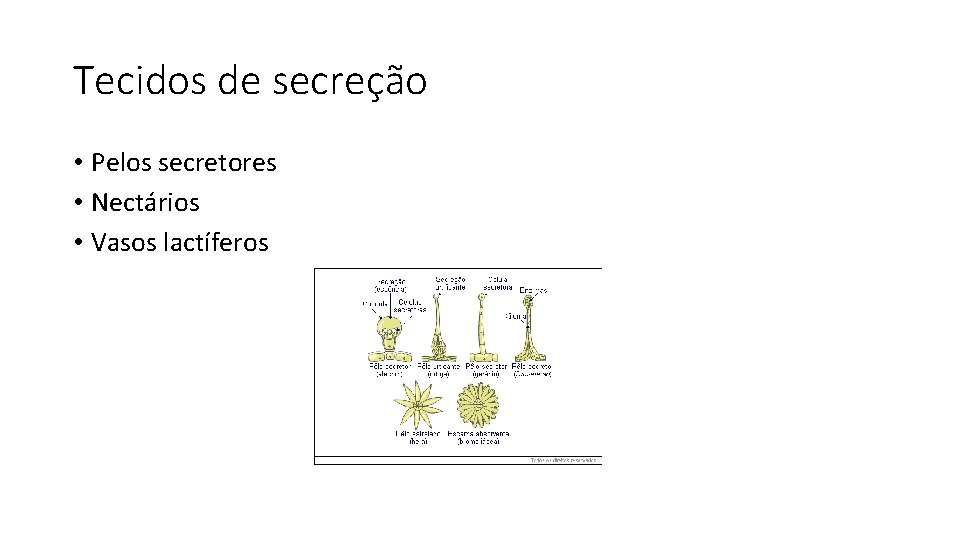 Tecidos de secreção • Pelos secretores • Nectários • Vasos lactíferos 