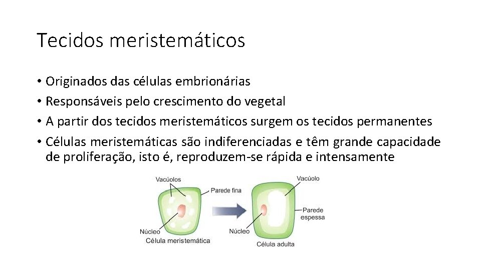 Tecidos meristemáticos • Originados das células embrionárias • Responsáveis pelo crescimento do vegetal •