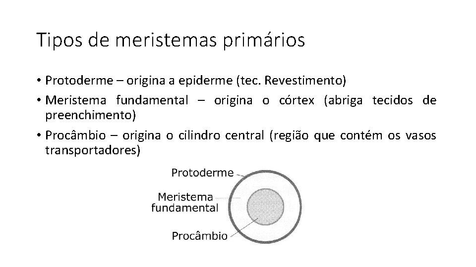 Tipos de meristemas primários • Protoderme – origina a epiderme (tec. Revestimento) • Meristema