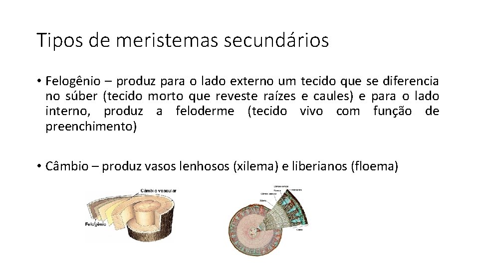 Tipos de meristemas secundários • Felogênio – produz para o lado externo um tecido