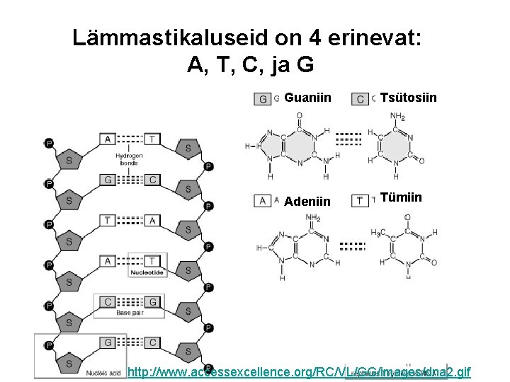 Lämmastikaluseid on 4 erinevat: A, T, C, ja G Guaniin Tsütosiin Adeniin Tümiin Uratsiil