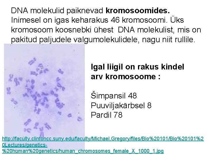 DNA molekulid paiknevad kromosoomides. Inimesel on igas keharakus 46 kromosoomi. Üks kromosoom koosnebki ühest