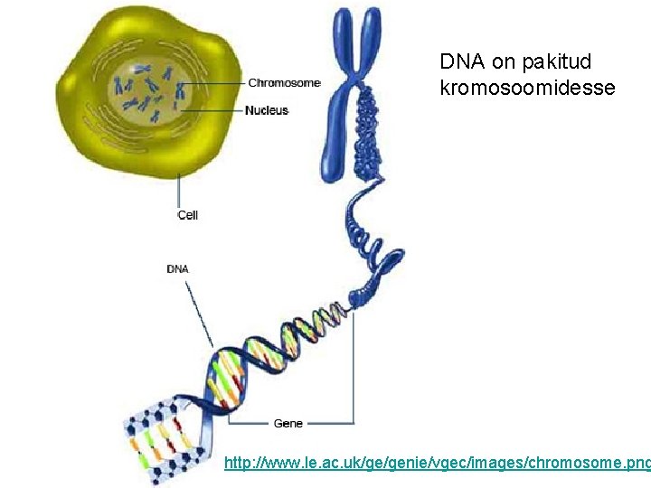 DNA on pakitud kromosoomidesse http: //www. le. ac. uk/ge/genie/vgec/images/chromosome. png 