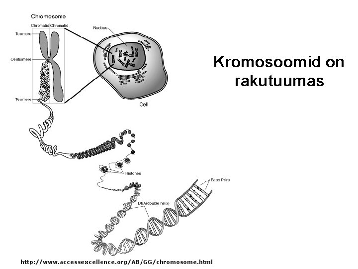 Kromosoomid on rakutuumas 