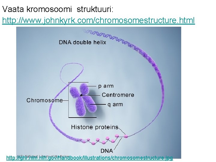 Vaata kromosoomi struktuuri: http: //www. johnkyrk. com/chromosomestructure. html http: //ghr. nlm. nih. gov/handbook/illustrations/chromosomestructure. jpg