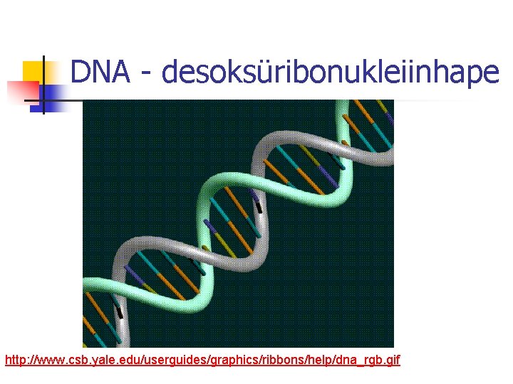 DNA - desoksüribonukleiinhape http: //www. csb. yale. edu/userguides/graphics/ribbons/help/dna_rgb. gif 